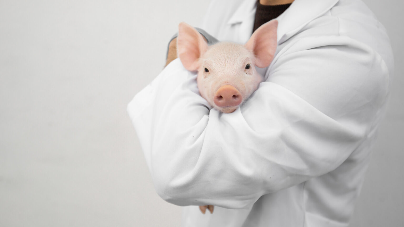 Porcul de Crăciun, la control. Mesajul inspectorilor sanitar-veterinari către populație. Amenzile ajung la 40.000 de lei